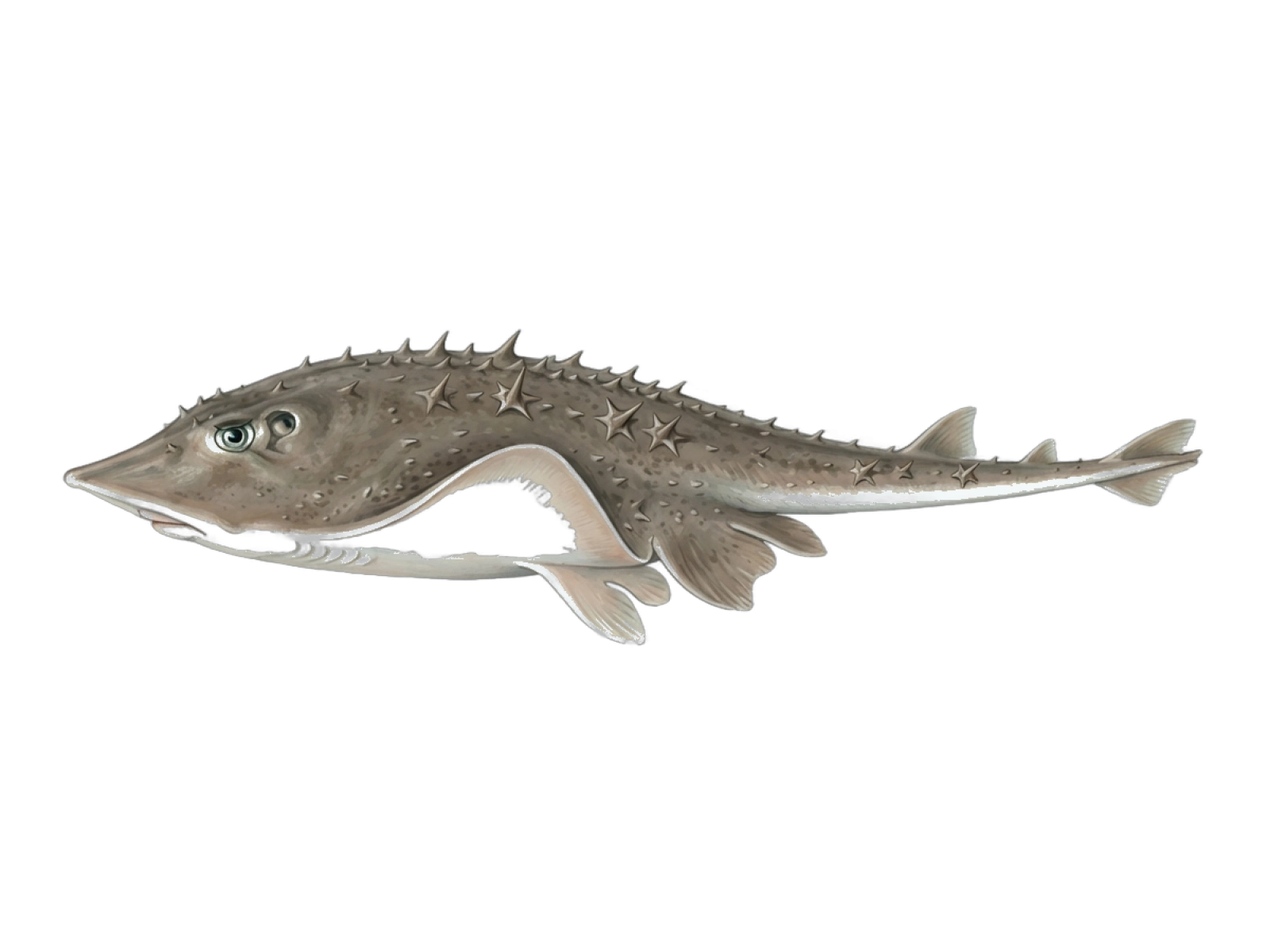 Thornback ray