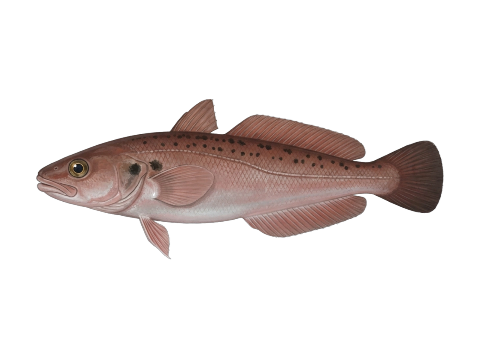 Red codling