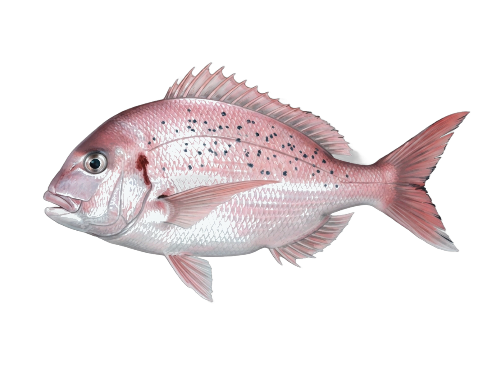 Red porgy