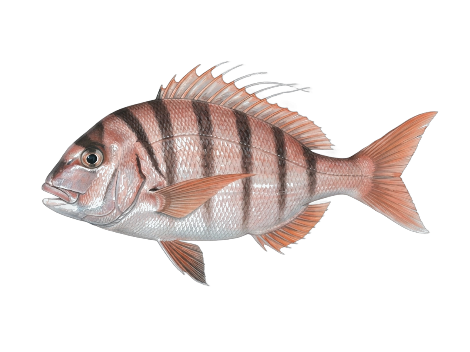 Redbanded seabream