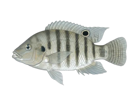Redbreast tilapia (Coptodon rendalli)