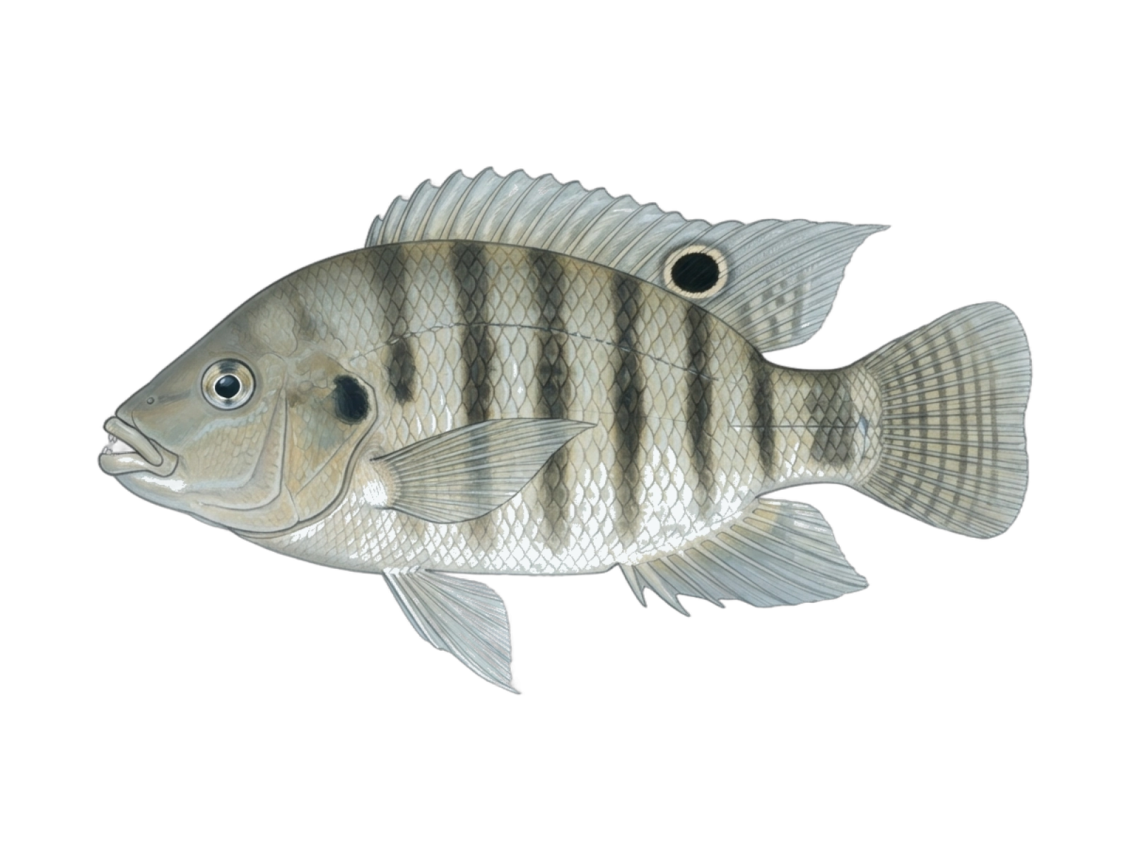 Redbreast tilapia