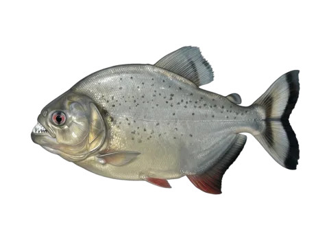 Redeye piranha (Serrasalmus rhombeus)