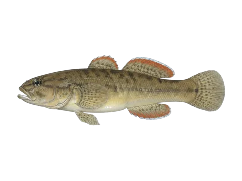 Redfinned bully (Gobiomorphus huttoni)