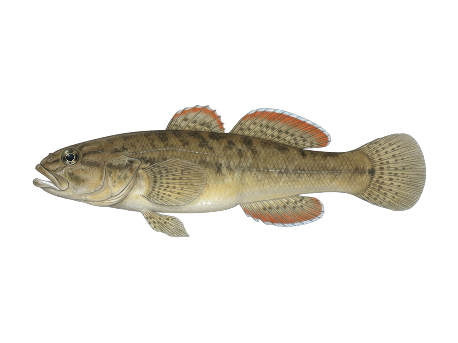 Redfinned bully