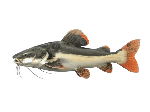 Redtail catfish (Phractocephalus hemioliopterus)