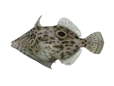 Reticulated leatherjacket (Stephanolepis diaspros)