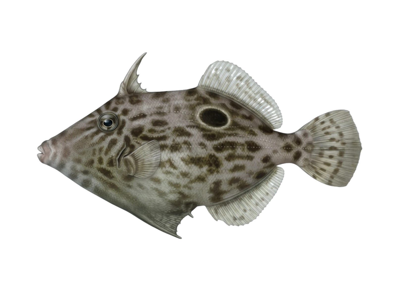Reticulated leatherjacket