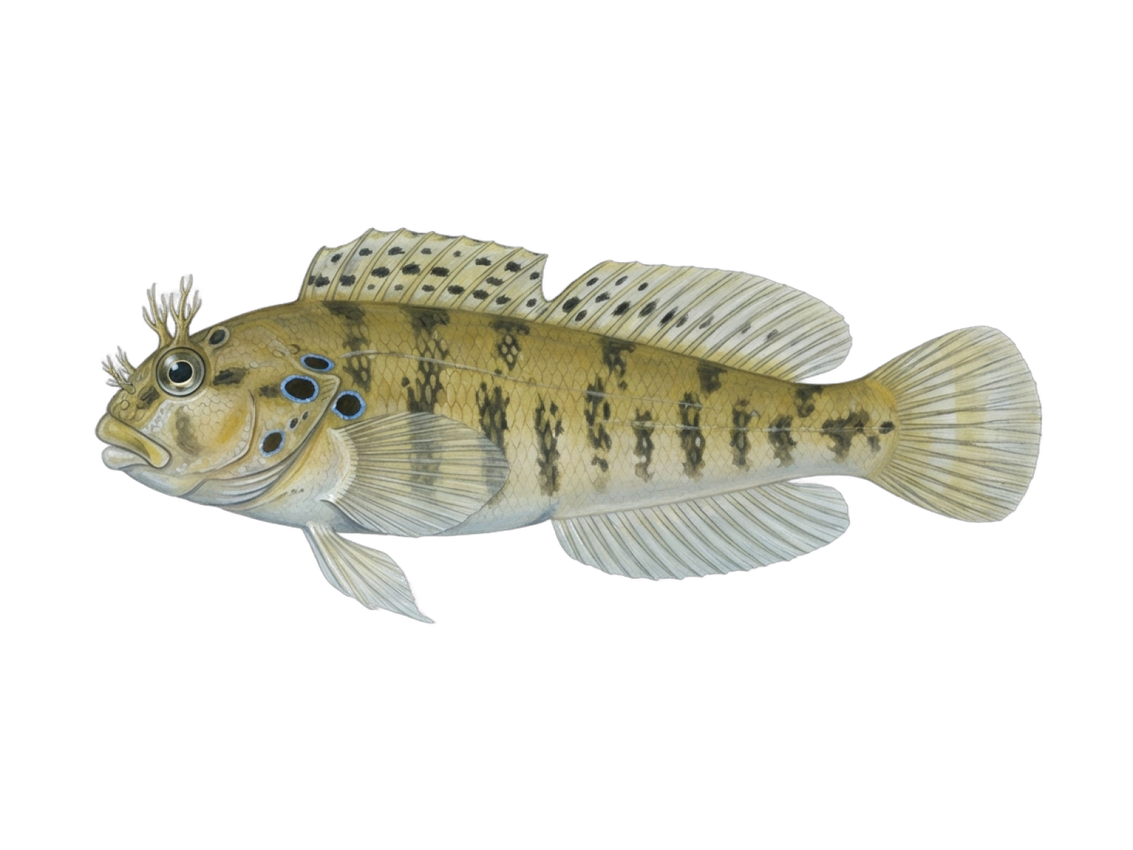 Ringneck blenny