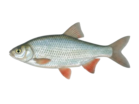 Roach (Rutilus rutilus)