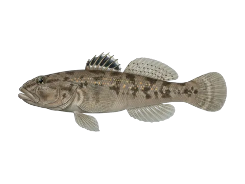 Rock goby (Gobius paganellus)