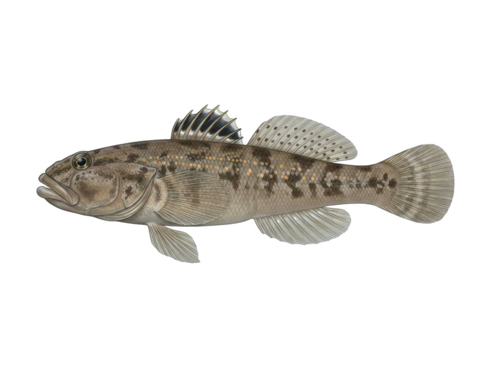 Rock goby
