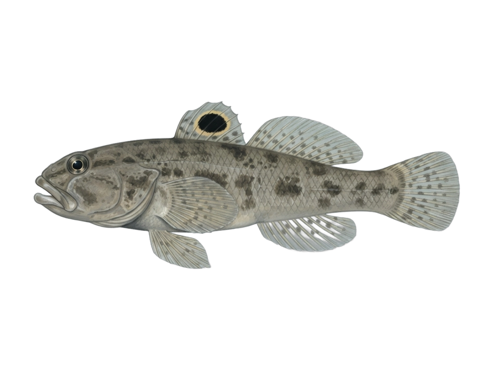 Round goby