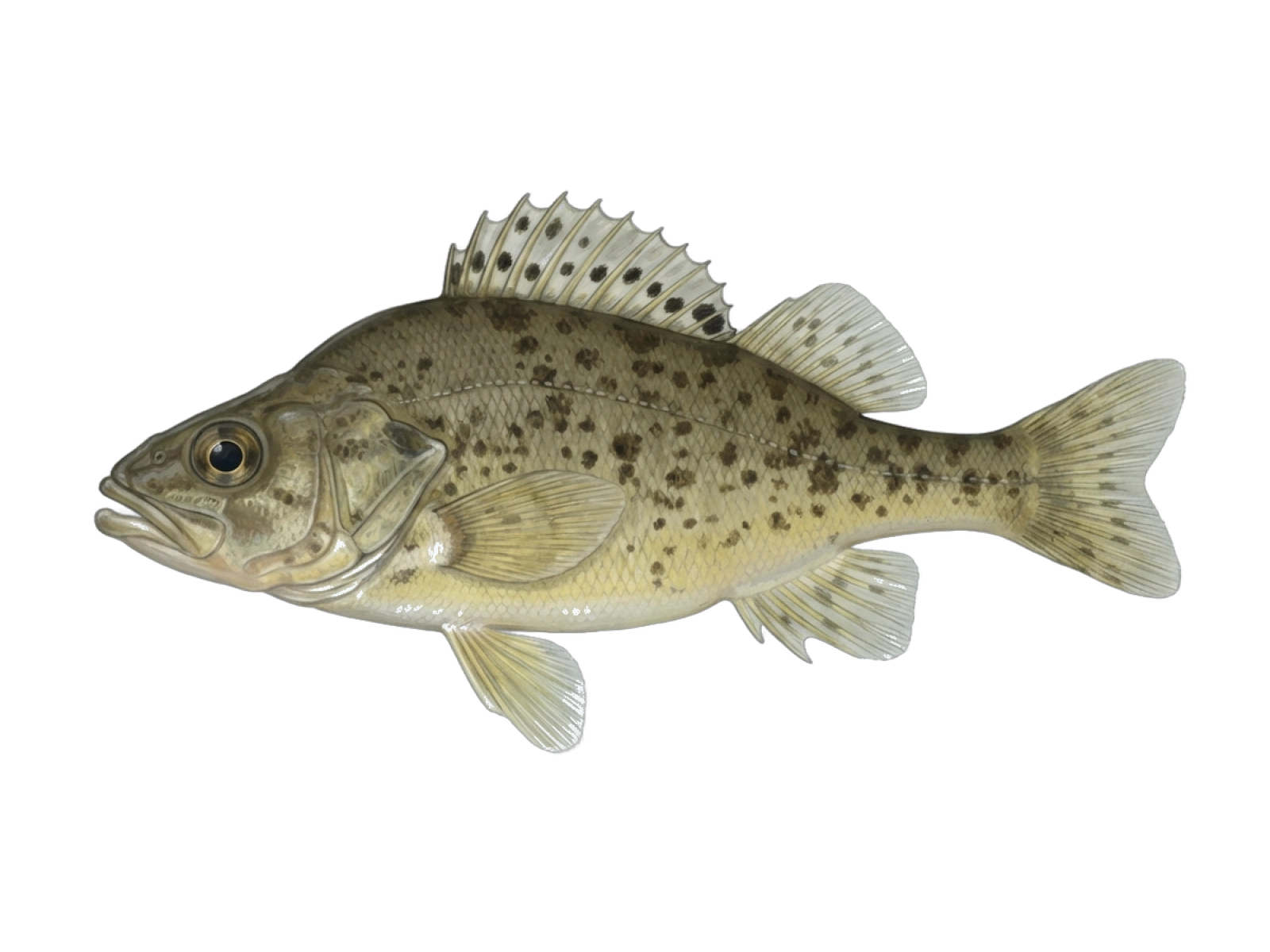 Ruffe