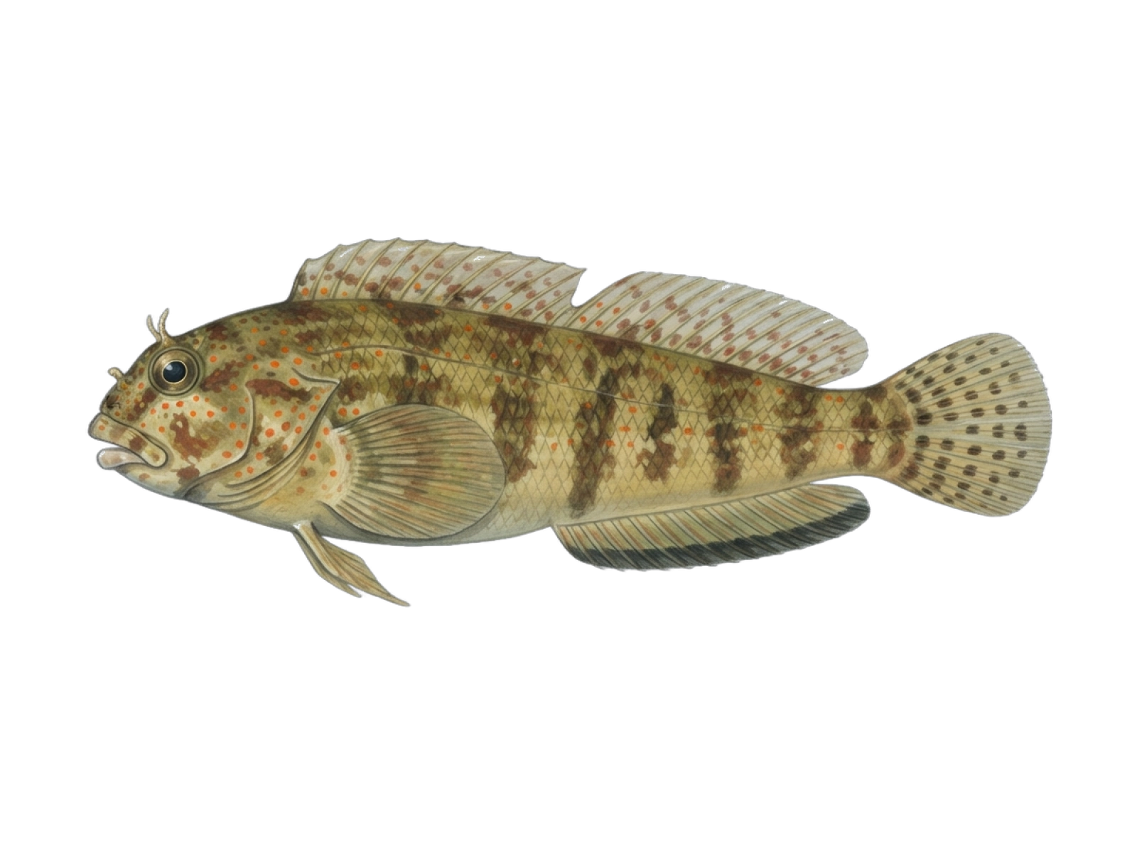 Rusty blenny