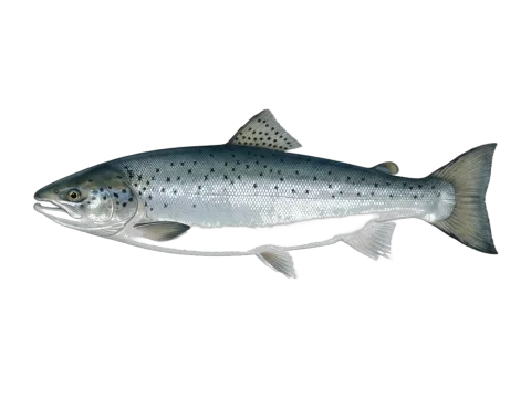 Atlantic salmon (Salmo salar)