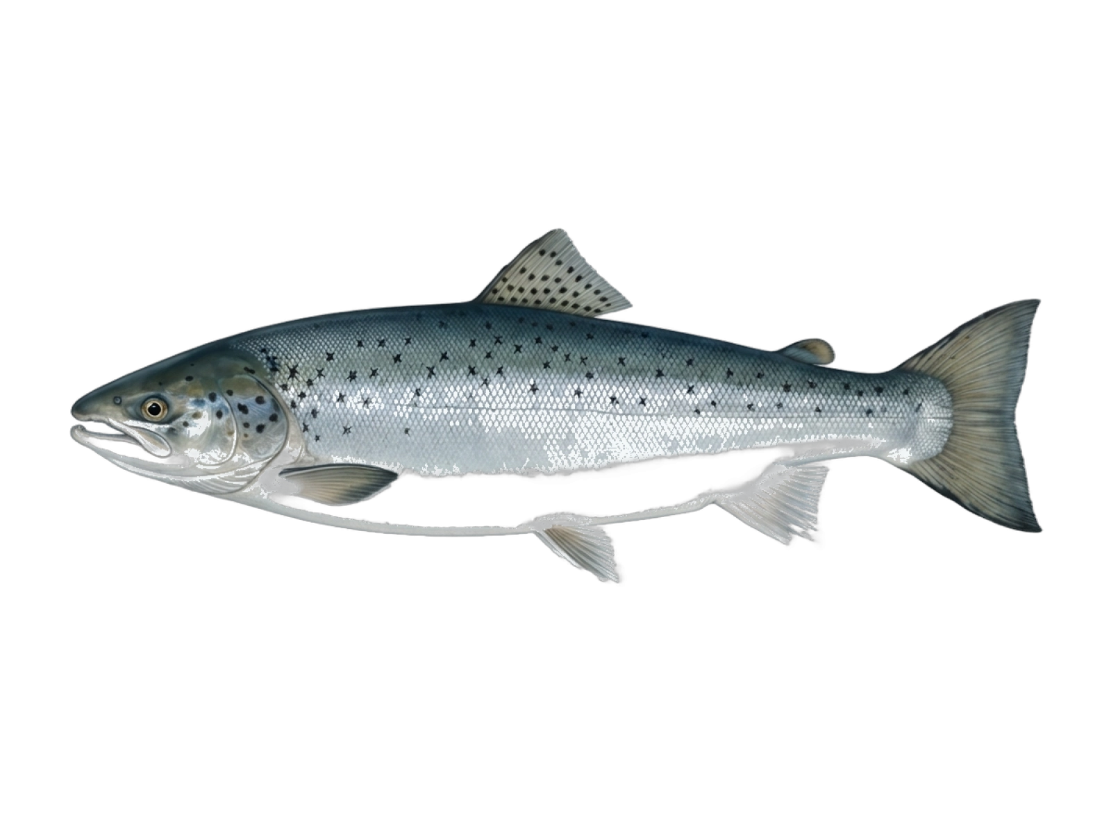 Atlantic salmon