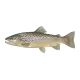 Sea trout