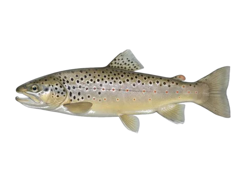 Sea trout (Salmo trutta)