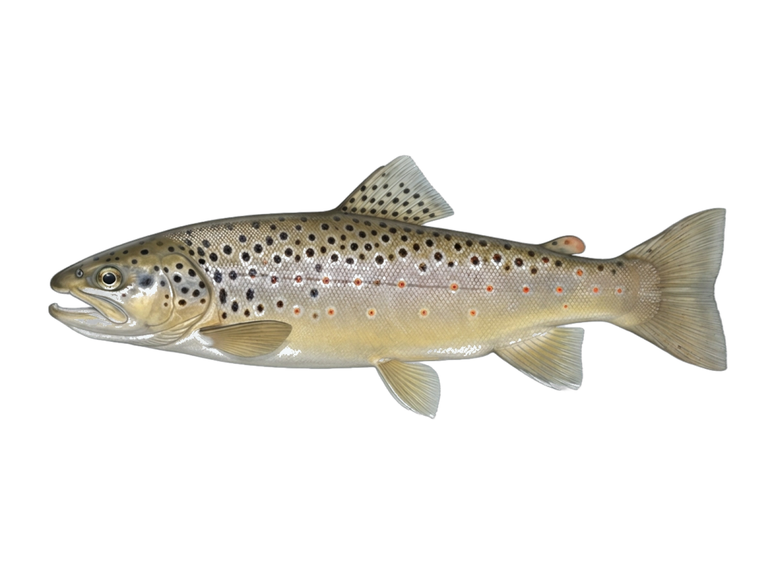 Sea trout