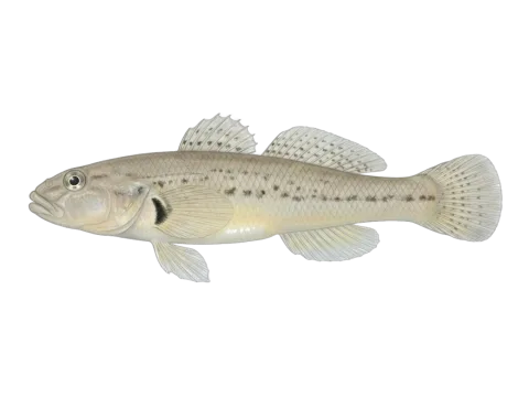 Sand goby (Pomatoschistus minutus)