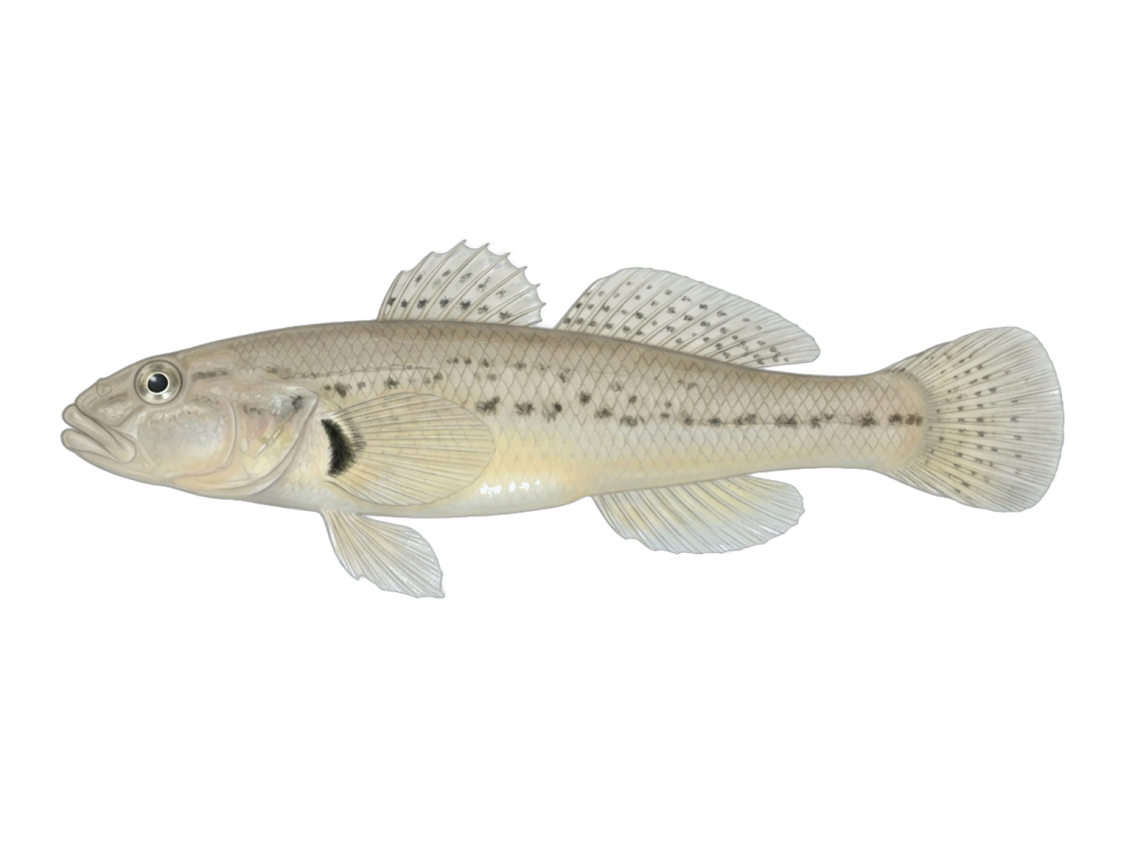 Sand goby