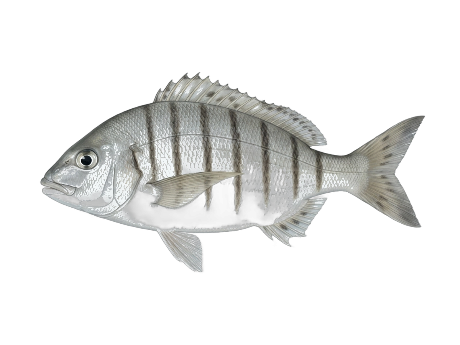 Sand steenbras