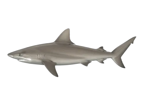Sandbar shark (Carcharhinus plumbeus)