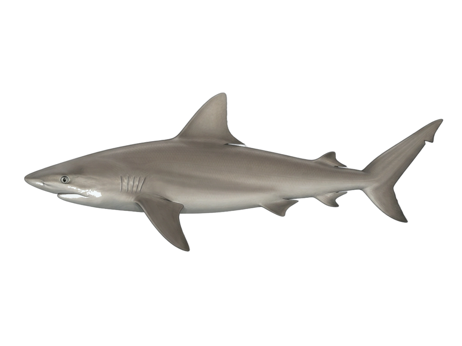 Sandbar shark