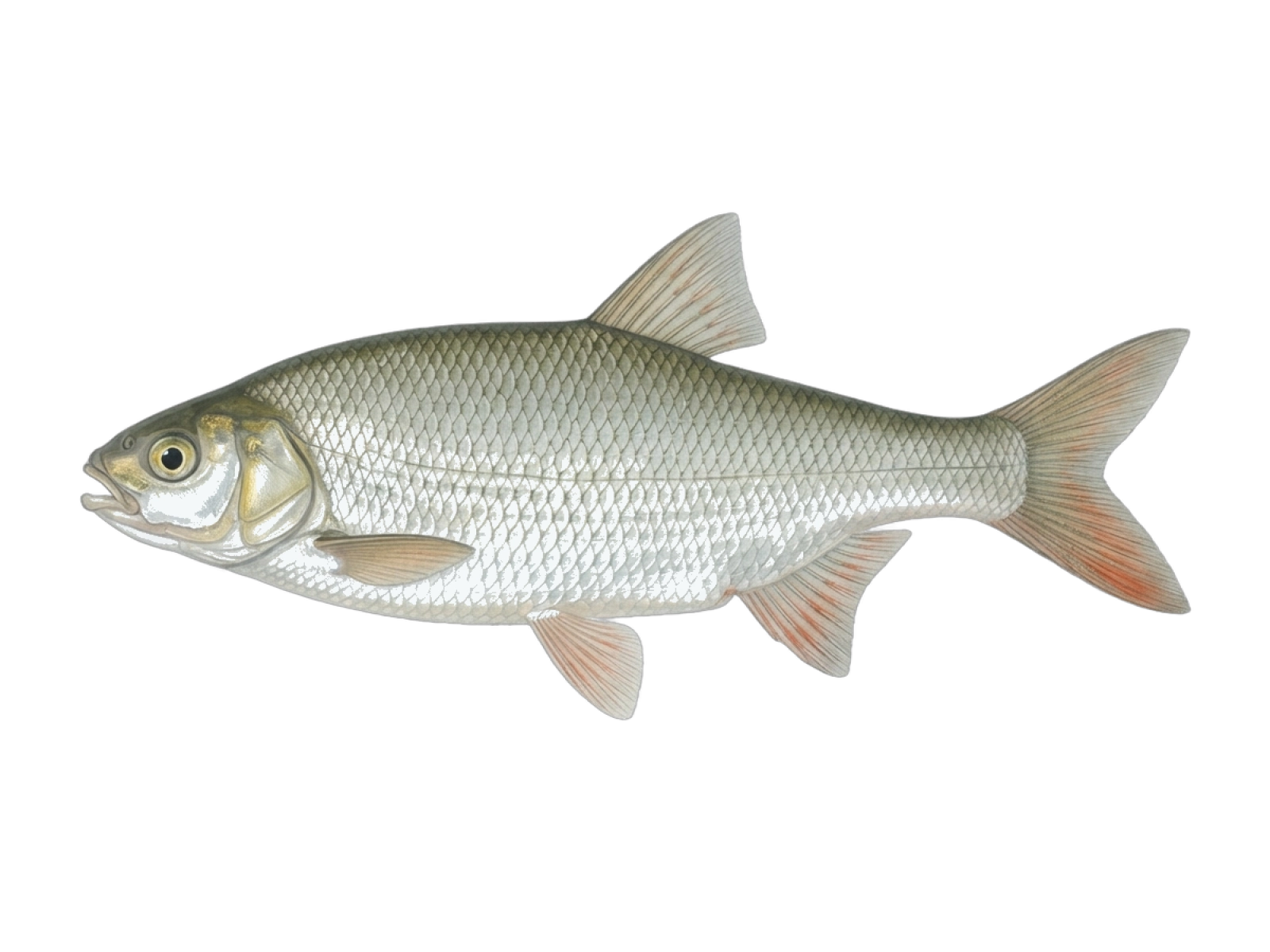 Sarmarutilus rubilio
