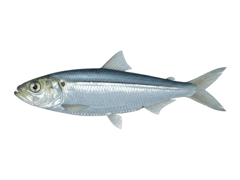 Scaled herring (Harengula jaguana)