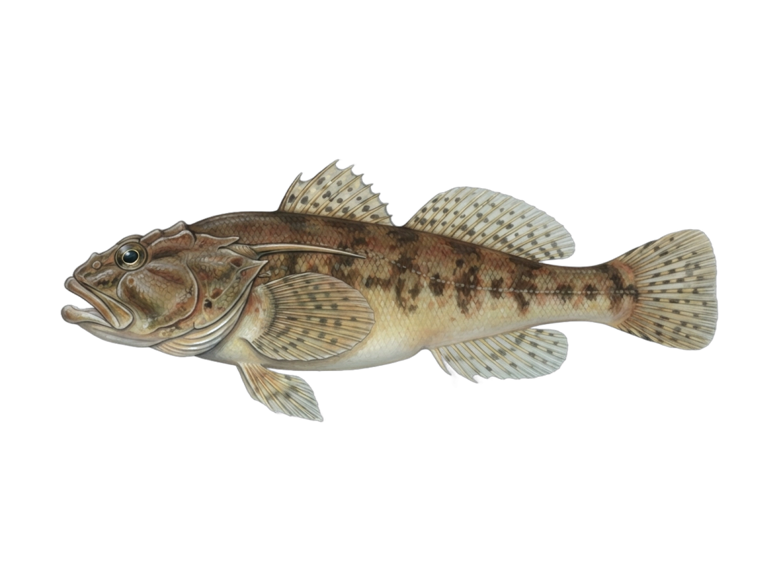 Sea scorpion