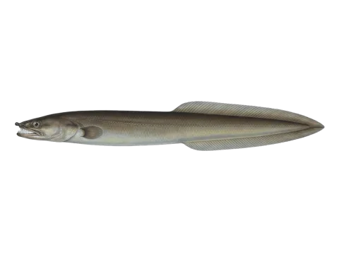 Serpent eel (Ophisurus serpens)