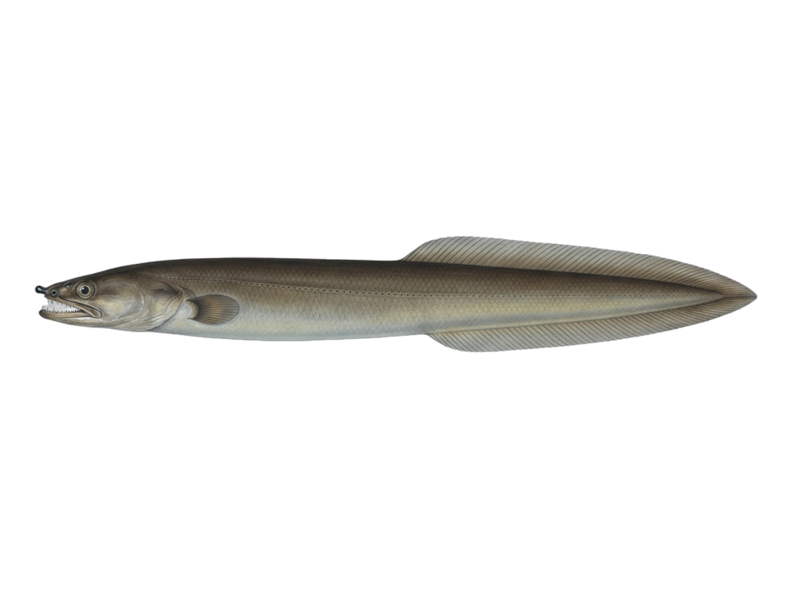 Serpent eel