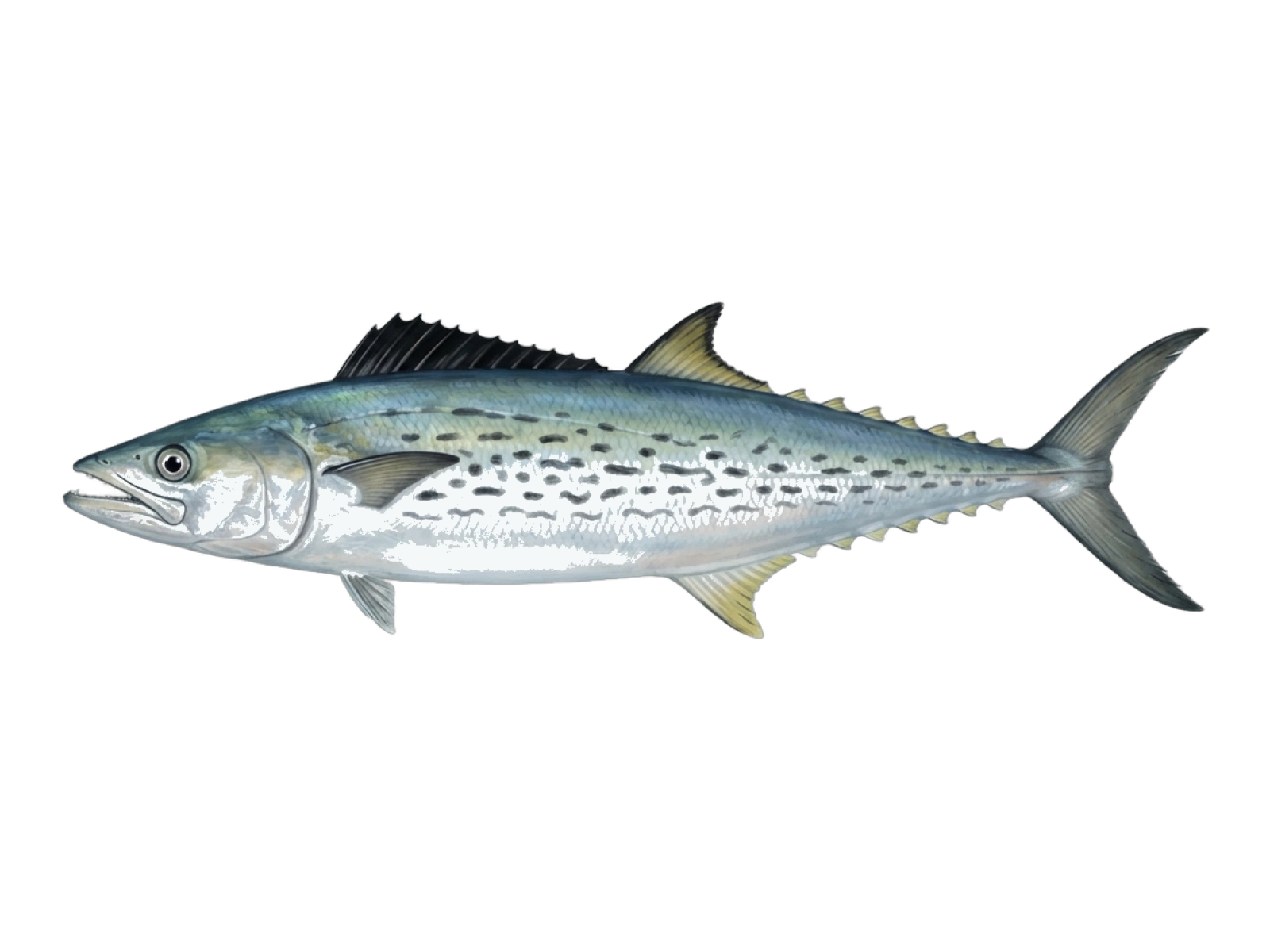 Serra spanish mackerel
