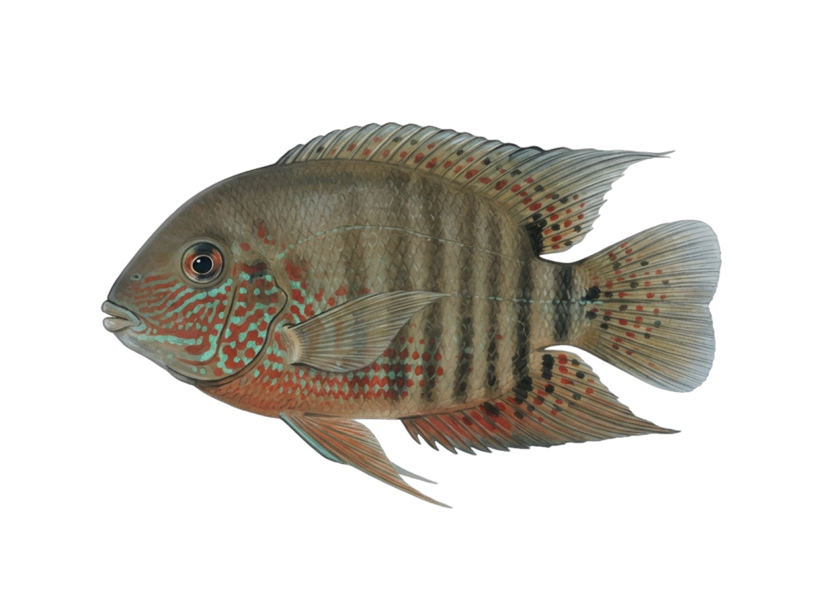 Severum