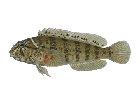Shanny (Lipophrys pholis)