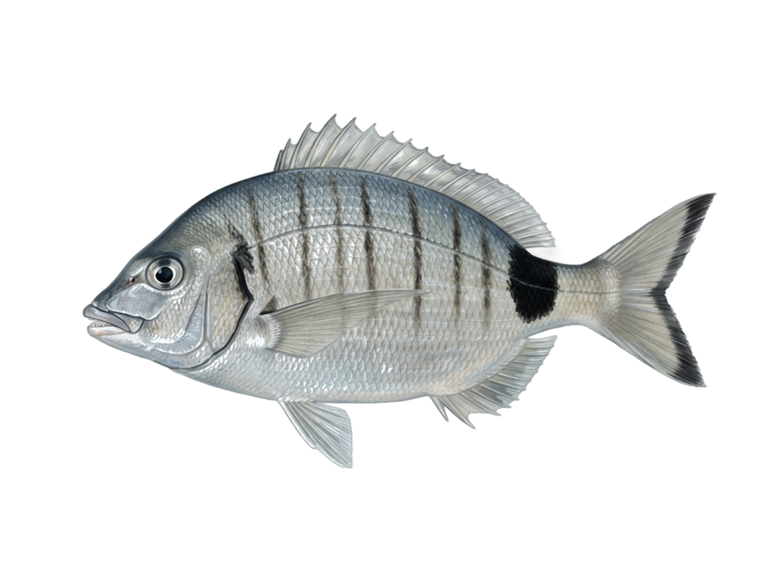 Sharpsnout seabream