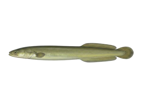 Short-finned eel (Anguilla australis)