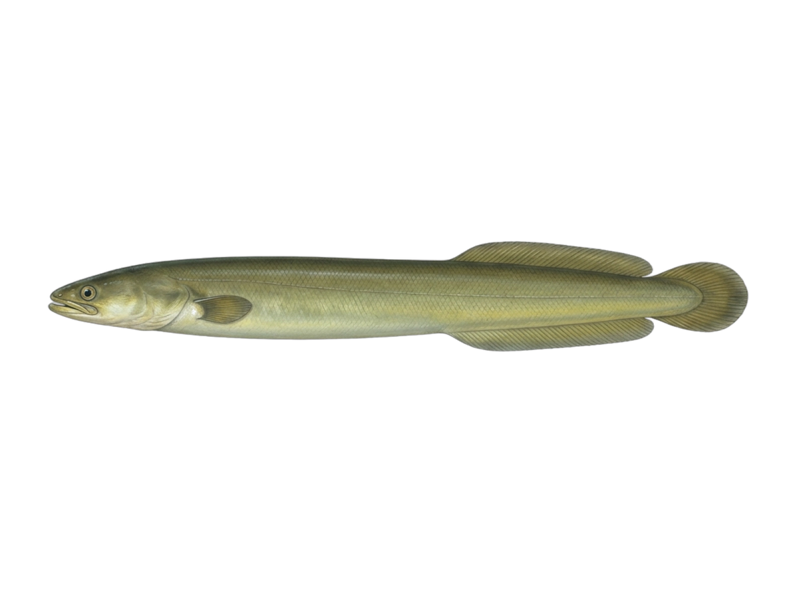 Short-finned eel