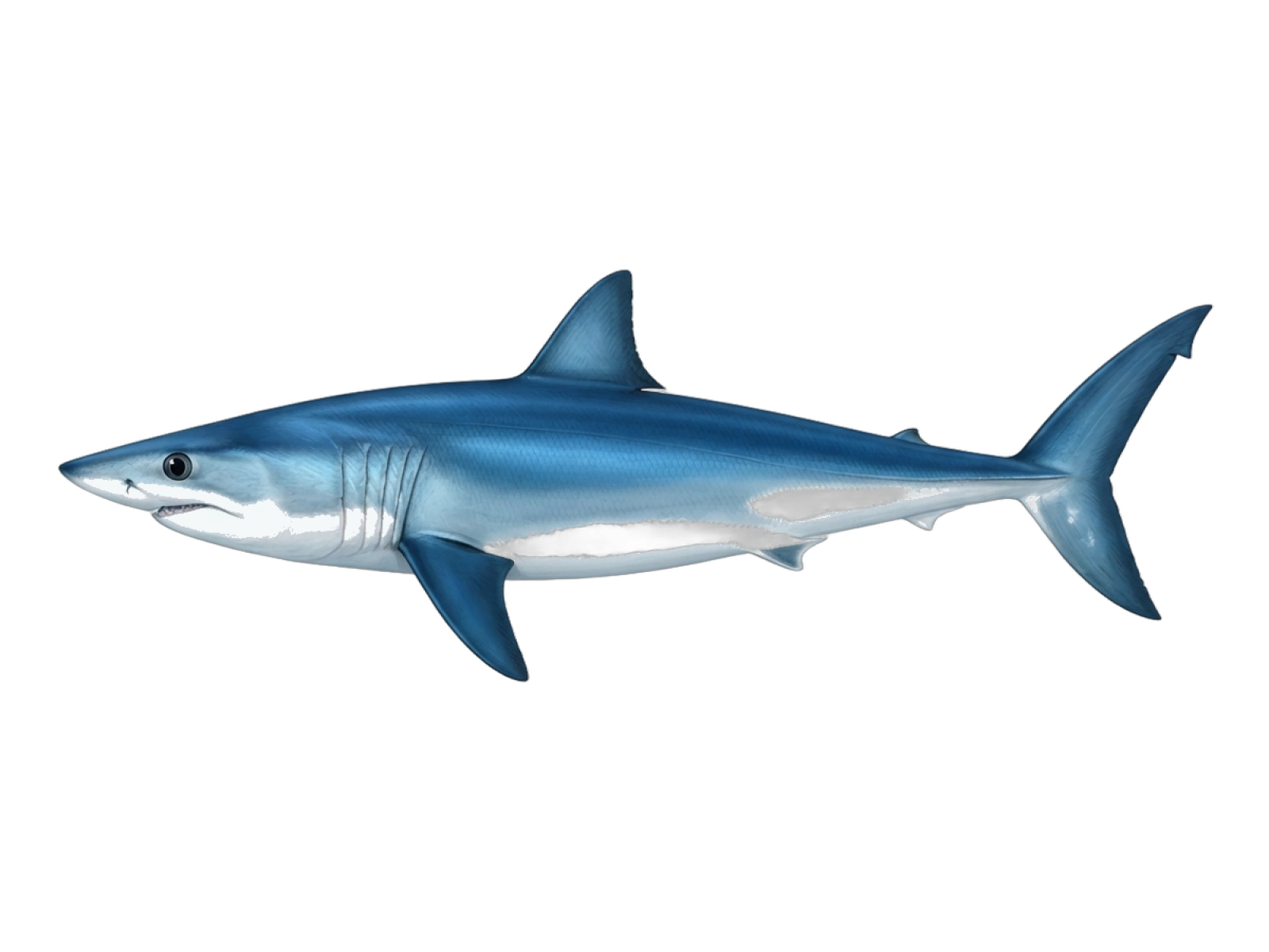 Shortfin mako
