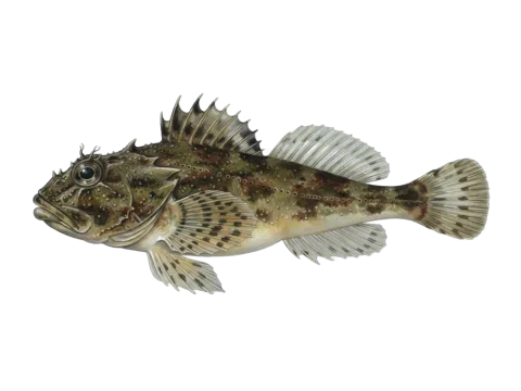 Shorthorn sculpin (Myoxocephalus scorpius)
