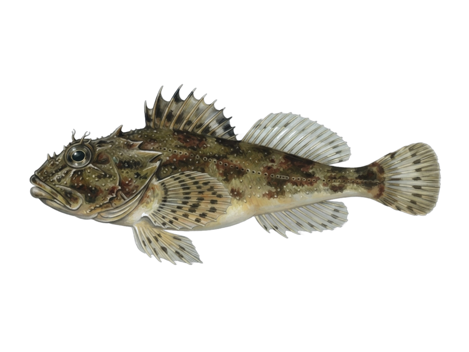 Shorthorn sculpin