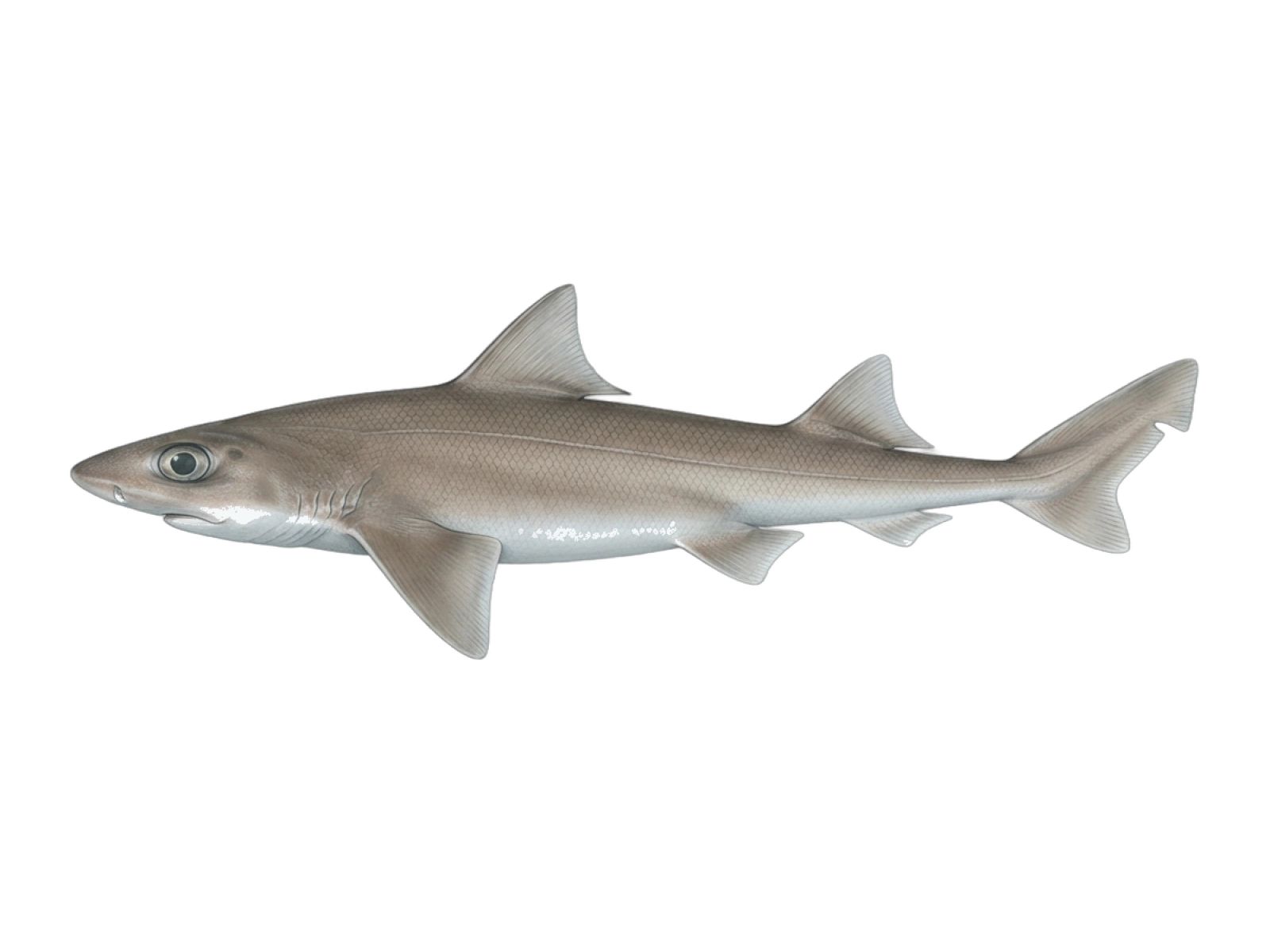 Shortnose spurdog