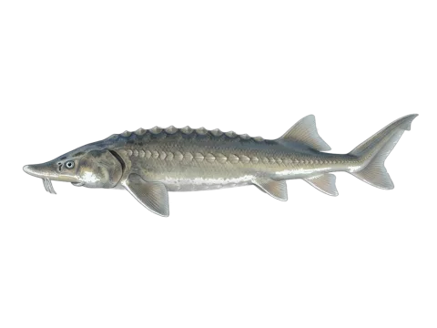 Siberian sturgeon (Acipenser baerii)