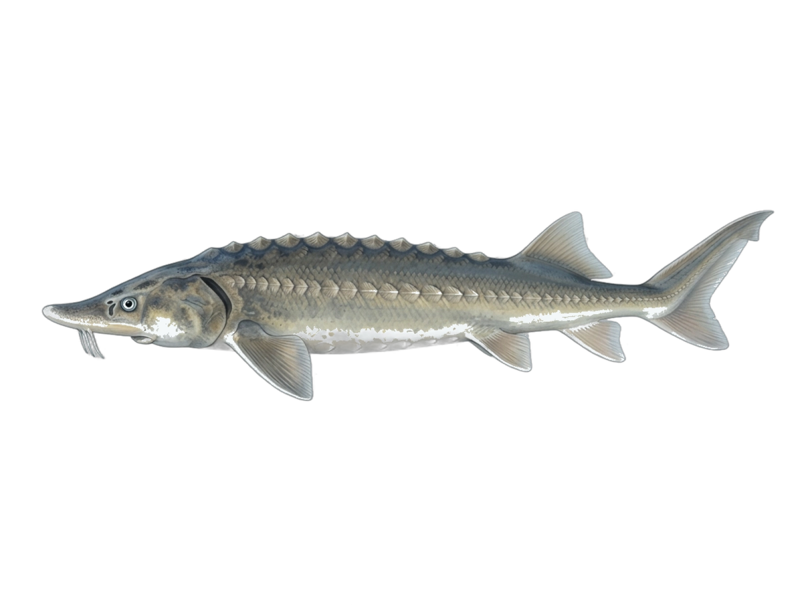Siberian sturgeon