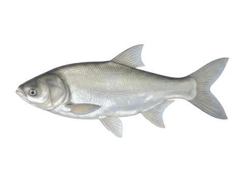 Silver carp (Hypophthalmichthys molitrix)
