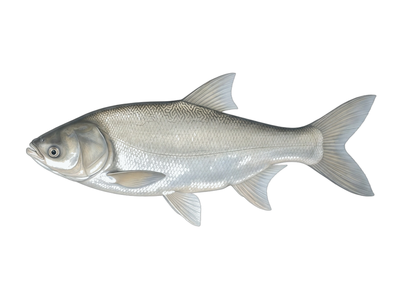 Silver carp