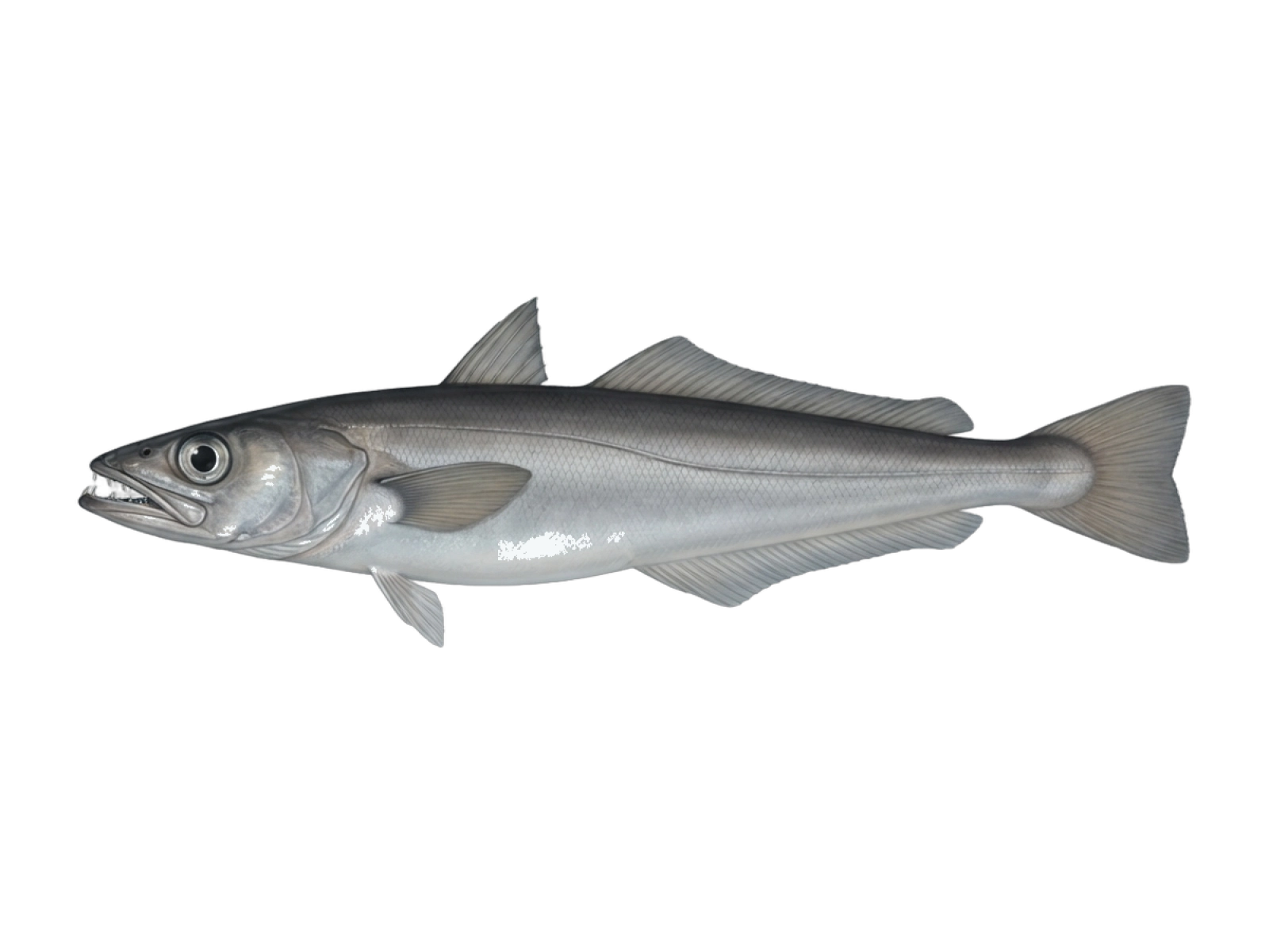 Silver hake