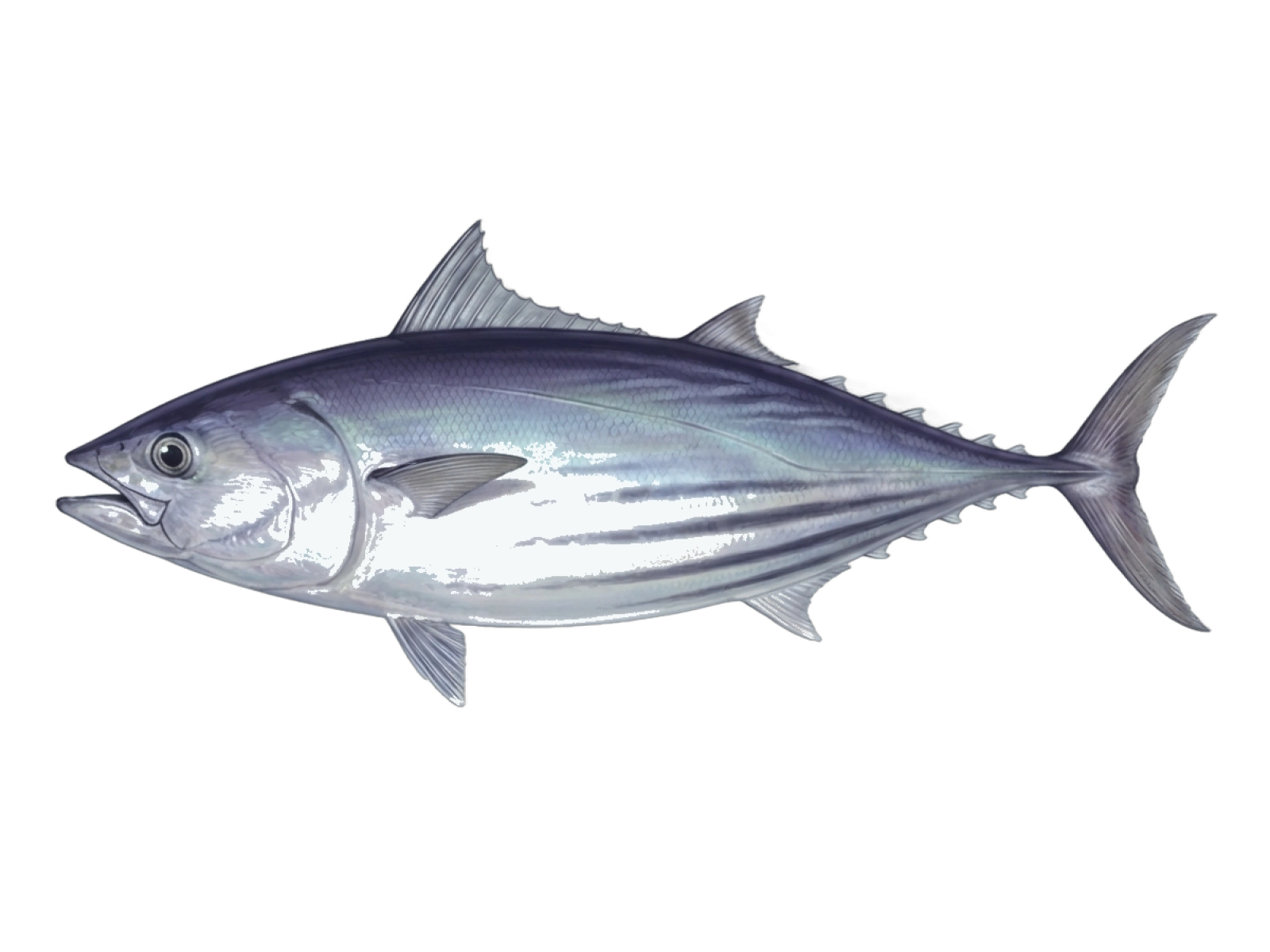 Skipjack tuna